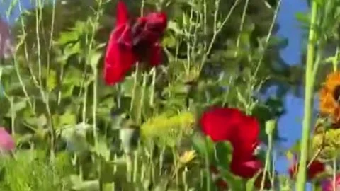 Sissy Summer abode Dreams three